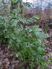 Berberis aquifolium