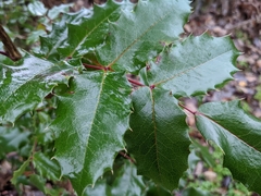 Berberis aquifolium