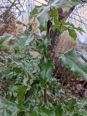 Berberis aquifolium