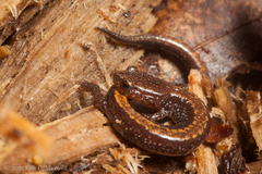 Plethodon shenandoah