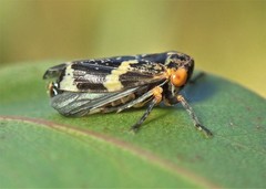 Eurymeloides marmorata