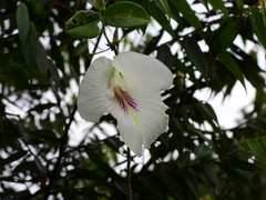 Clitoria falcata