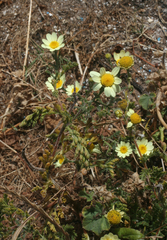 Anacyclus