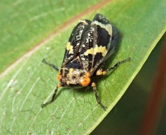 Eurymeloides marmorata