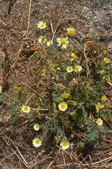 Anacyclus
