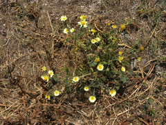 Anacyclus