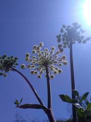 Angelica californica