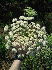 Angelica californica