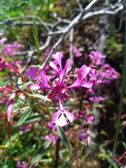 Clarkia concinna concinna