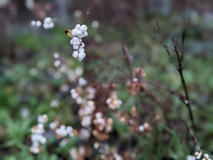 Symphoricarpos albus