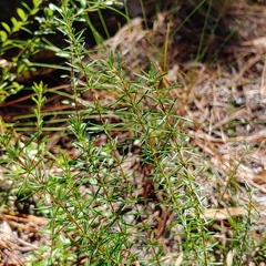 Hypericum tenuifolium