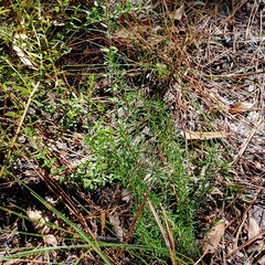 Hypericum tenuifolium