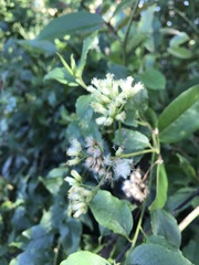 Microglossa pyrifolia