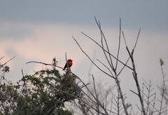Pyrocephalus rubinus