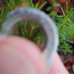 Hypericum tenuifolium
