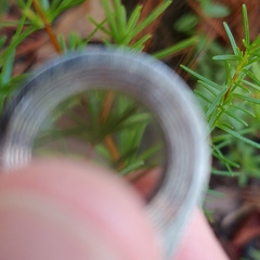 Hypericum tenuifolium