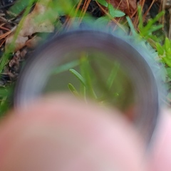 Hypericum tenuifolium