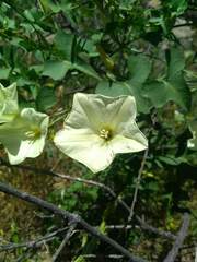 Calystegia occidentalis occidentalis
