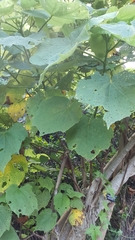 Sparrmannia africana