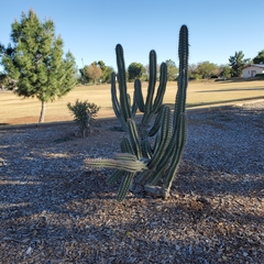 Cereus hildmannianus