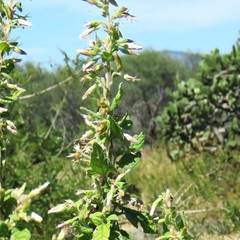 Brickellia nutanticeps