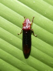 Pseudophera heveli