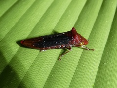 Pseudophera heveli