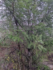 Pseudotsuga menziesii