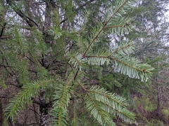Pseudotsuga menziesii