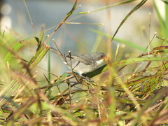 Sporophila albogularis