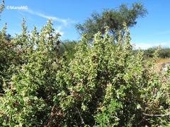 Brickellia nutanticeps