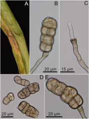 Stemphylium vesicarium