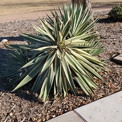 Agave