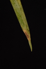 Stemphylium vesicarium