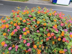 Lantana camara
