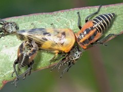 Eurymeloides marmorata