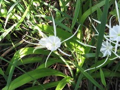 Hymenocallis gholsonii