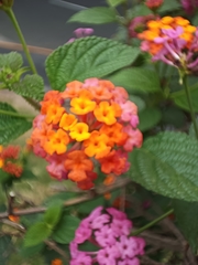 Lantana camara