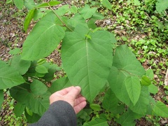 Reynoutria × bohemica