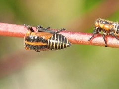 Eurymeloides marmorata