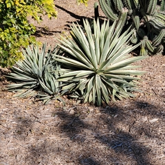 Agave