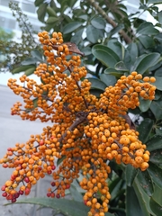 Heptapleurum arboricola