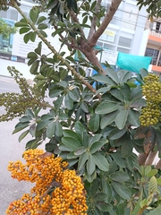 Heptapleurum arboricola