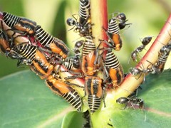 Eurymeloides marmorata