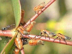 Eurymeloides marmorata