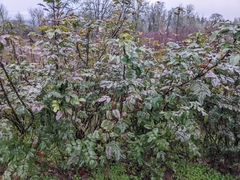 Berberis aquifolium