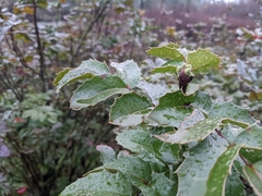 Berberis aquifolium