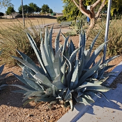 Agave tequilana