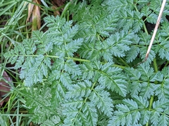 Conium maculatum