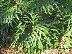 Thaumatophyllum bipinnatifidum image